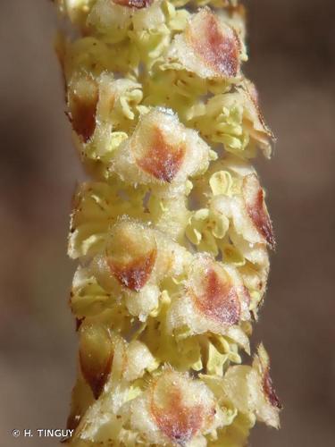 <i>Betula pendula</i> Roth, 1788 © H. TINGUY