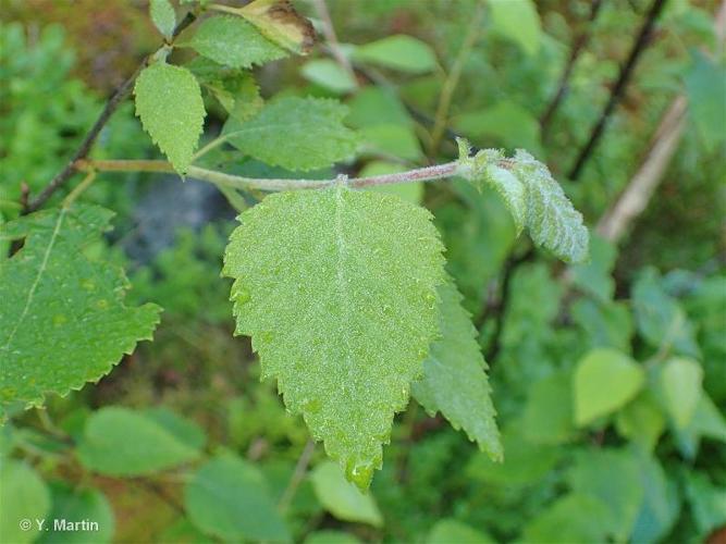 <i>Betula pubescens</i> Ehrh., 1791 © 