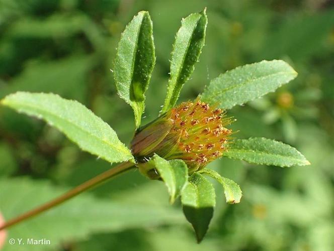 <i>Bidens frondosa</i> L., 1753 © 