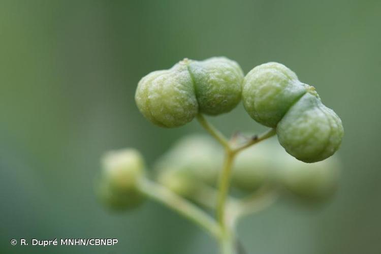 <i>Bifora testiculata</i> (L.) Spreng., 1820 © R. Dupré MNHN/CBNBP