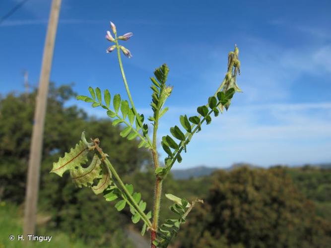 <i>Biserrula pelecinus</i> L., 1753 © H. Tinguy