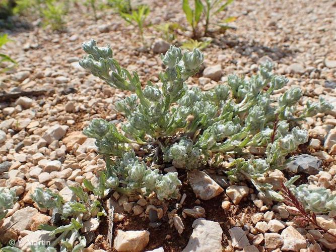 <i>Bombycilaena erecta</i> (L.) Smoljan., 1955 © 