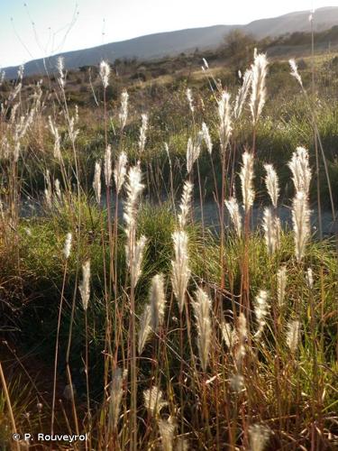 <i>Bothriochloa barbinodis</i> (Lag.) Herter, 1940 © P. Rouveyrol