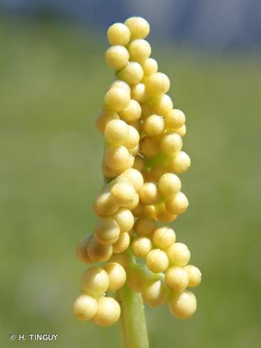 <i>Botrychium lunaria</i> (L.) Sw., 1801 © H. TINGUY