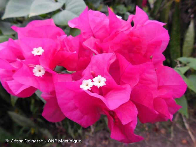 <i>Bougainvillea spectabilis</i> Willd., 1799 © César Delnatte - ONF Martinique