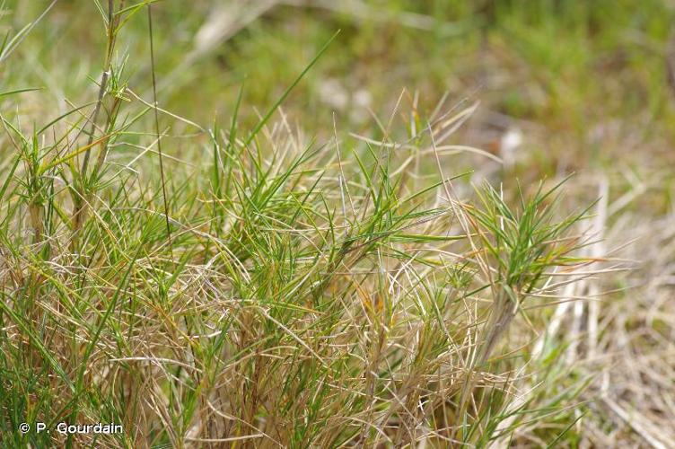 <i>Brachypodium retusum</i> (Pers.) P.Beauv., 1812 © P. Gourdain