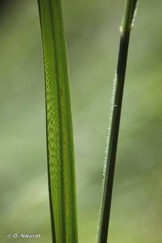 <i>Brachypodium rupestre</i> (Host) Roem. & Schult., 1817 © O. Nawrot