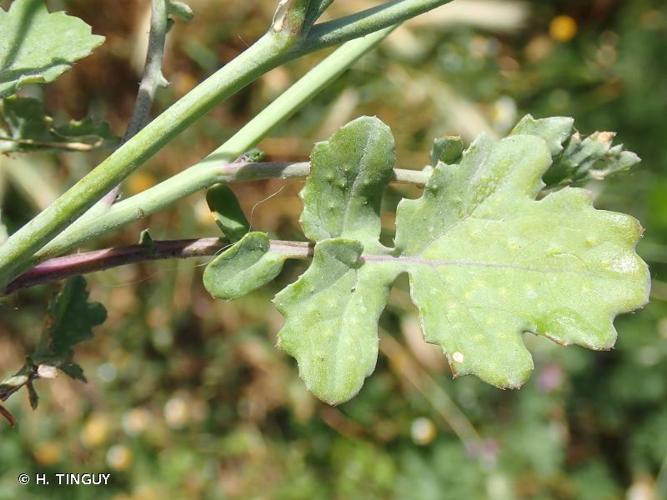 <i>Brassica fruticulosa</i> Cirillo, 1792 © H. TINGUY