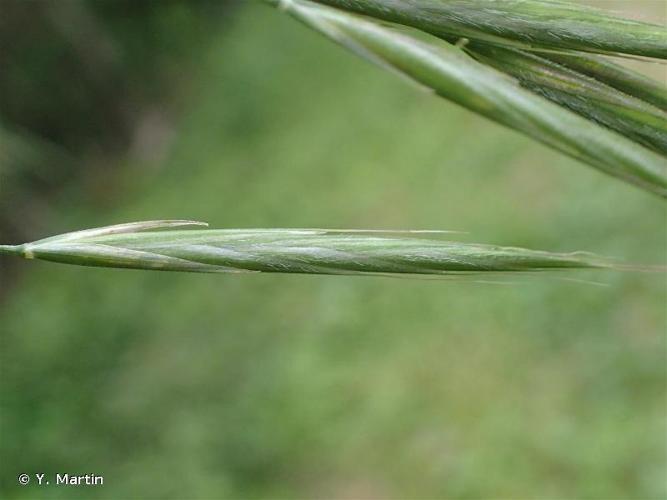 <i>Bromopsis benekenii</i> (Lange) Holub, 1973 © Y. Martin