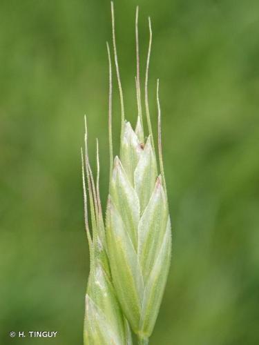 <i>Bromus hordeaceus</i> L., 1753 © H. TINGUY