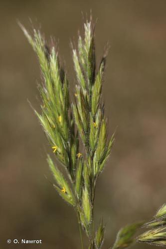 <i>Bromus intermedius</i> Guss., 1827 © O. Nawrot