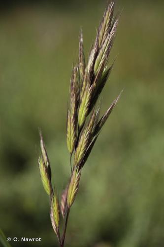 <i>Bromus lanceolatus</i> Roth, 1797 © O. Nawrot