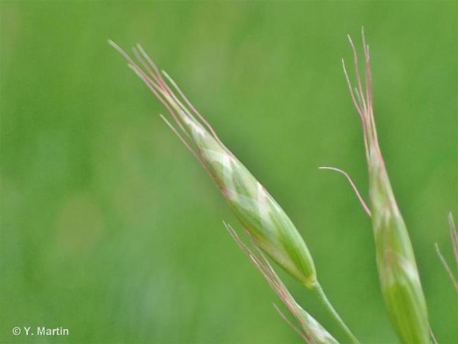 <i>Bromus racemosus</i> L., 1762 © 