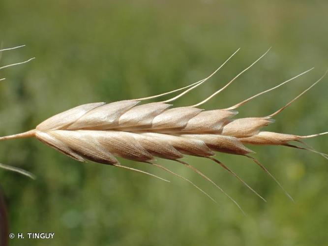 <i>Bromus secalinus</i> L., 1753 [nom. et typ. cons.] © H. TINGUY