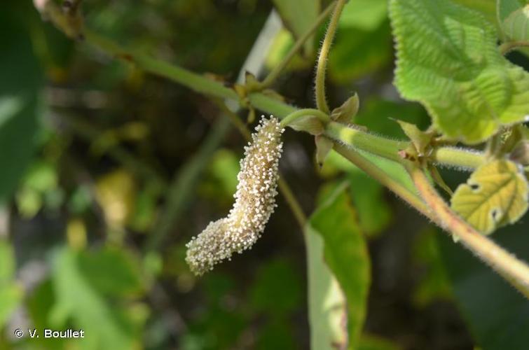 <i>Broussonetia papyrifera</i> (L.) Vent., 1799 © V. Boullet