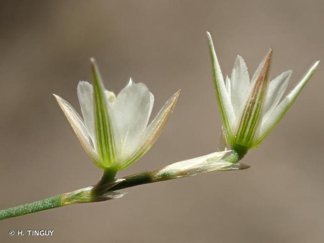 <i>Bufonia perennis</i> Pourr., 1788 © H. TINGUY