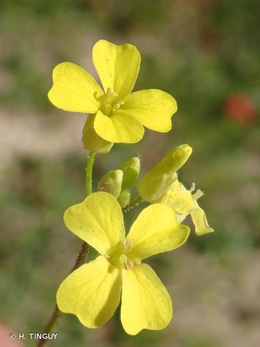 <i>Bunias erucago</i> L., 1753 © H. TINGUY