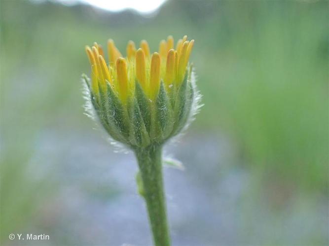 <i>Buphthalmum salicifolium</i> L., 1753 © 