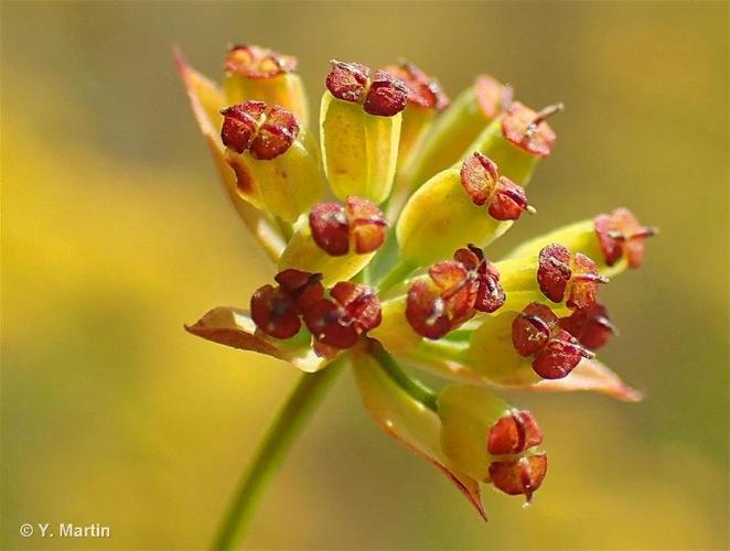 <i>Bupleurum falcatum</i> L., 1753 © 