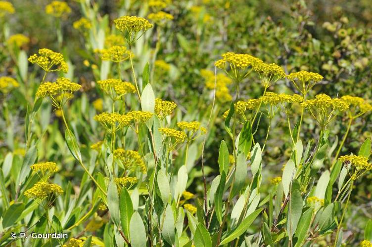 <i>Bupleurum fruticosum</i> L., 1753 © P. Gourdain