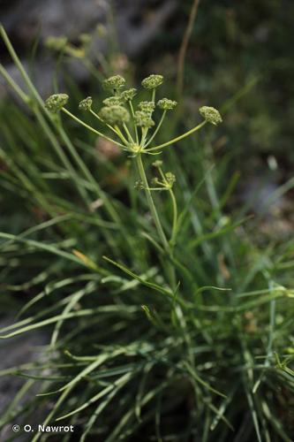 <i>Bupleurum petraeum</i> L., 1753 © O. Nawrot