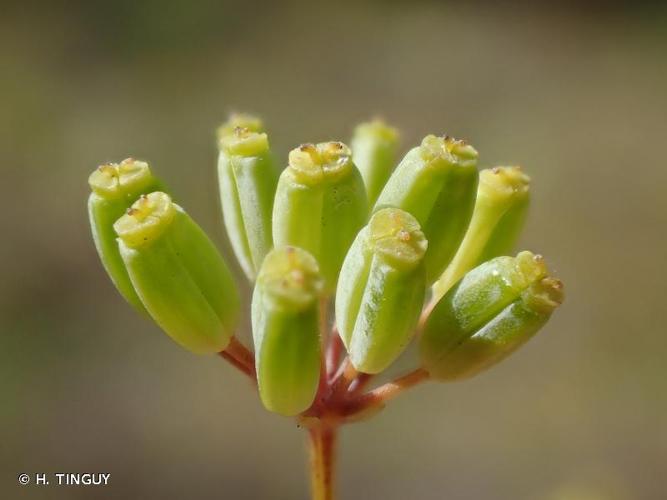 <i>Bupleurum rigidum</i> L., 1753 © H. TINGUY