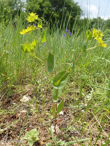 <i>Bupleurum rotundifolium</i> L., 1753 © H. TINGUY