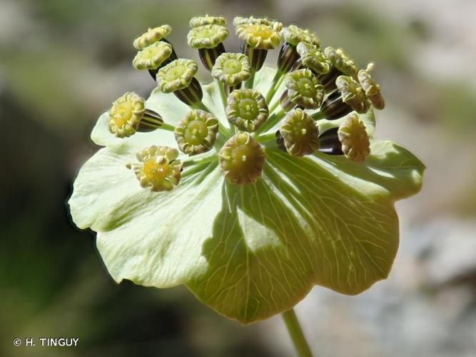 <i>Bupleurum stellatum</i> L., 1753 © H. TINGUY