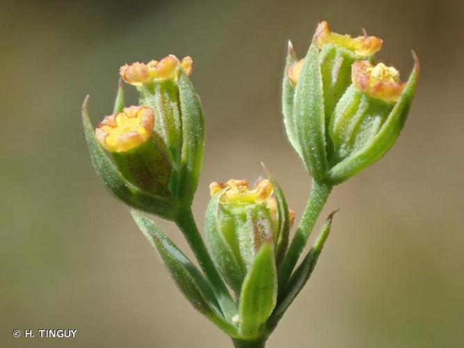 <i>Bupleurum tenuissimum</i> L., 1753 © H. TINGUY