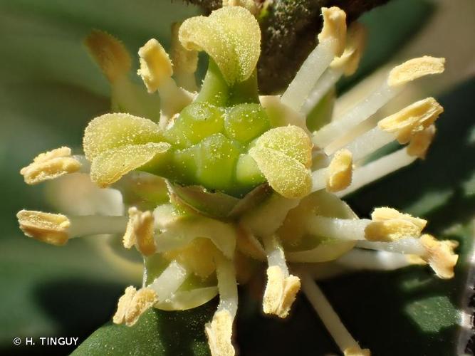 <i>Buxus sempervirens</i> L., 1753 © H. TINGUY