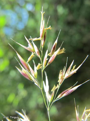 <i>Calamagrostis arundinacea</i> (L.) Roth, 1788 © H. Tinguy