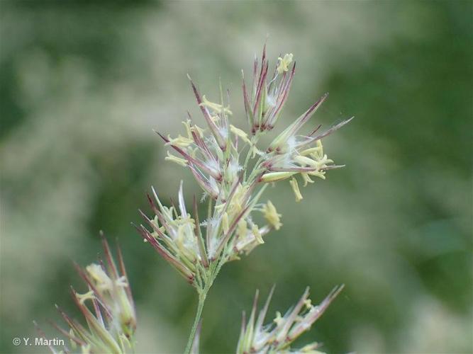 <i>Calamagrostis epigejos</i> (L.) Roth, 1788 © 