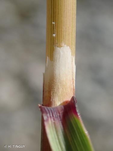 <i>Calamagrostis pseudophragmites</i> (Haller f.) Koeler, 1802 © H. TINGUY