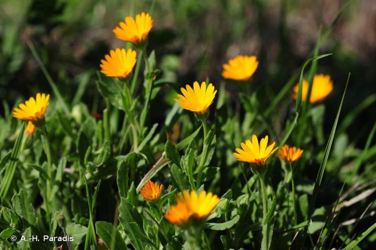 <i>Calendula arvensis</i> L., 1763 © A.-H. Paradis