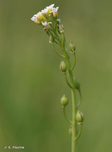 <i>Calepina irregularis</i> (Asso) Thell., 1905 © S. Filoche