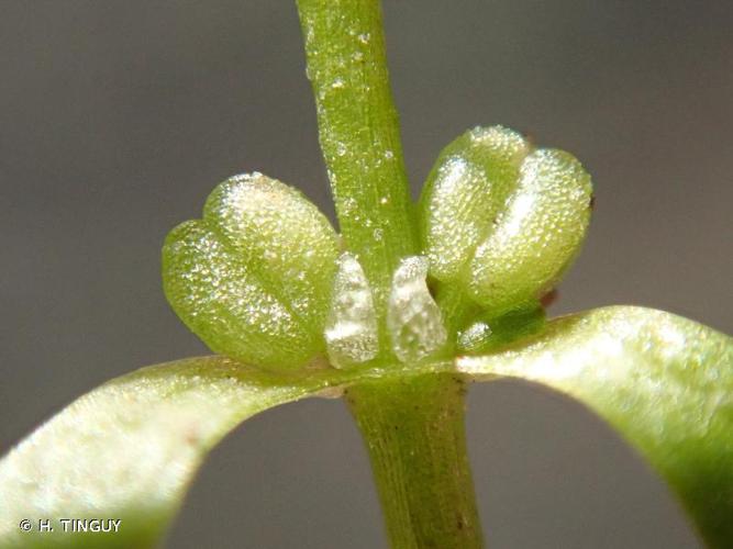 <i>Callitriche palustris</i> L., 1753 © H. TINGUY