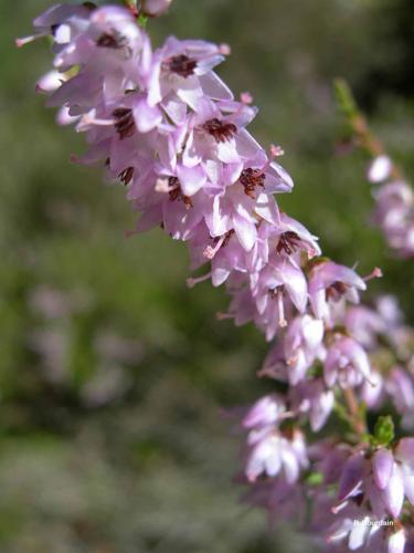 <i>Calluna vulgaris</i> (L.) Hull, 1808 © P. Gourdain