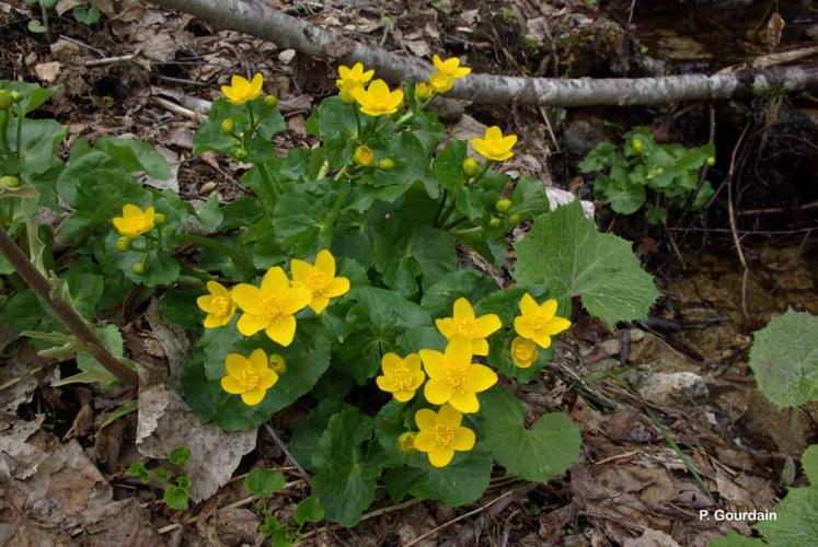 <i>Caltha palustris</i> L., 1753 © P. Gourdain