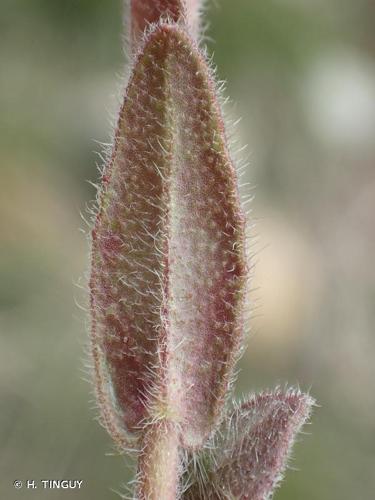 <i>Camelina microcarpa</i> Andrz. ex DC., 1821 © H. TINGUY