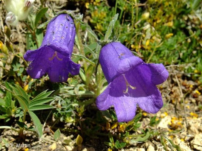 <i>Campanula alpestris</i> All., 1773 © 