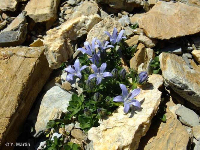 <i>Campanula cenisia</i> L., 1763 © 