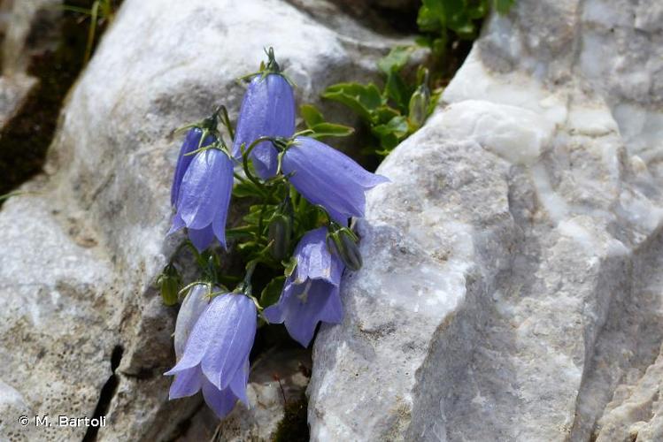 <i>Campanula cochleariifolia</i> Lam., 1785 © M. Bartoli