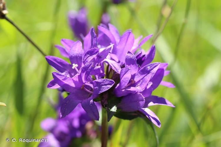 <i>Campanula glomerata</i> L., 1753 © O. Roquinarc'h