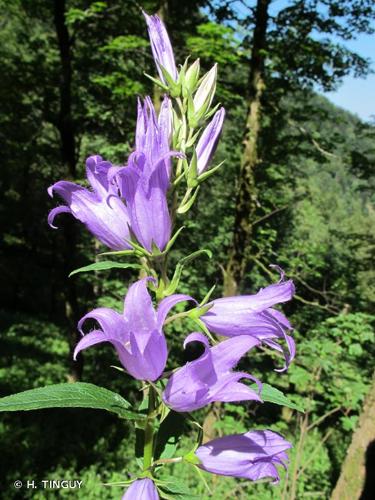 <i>Campanula latifolia</i> L., 1753 © H. TINGUY