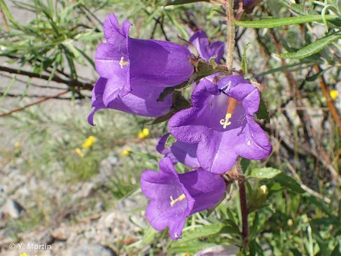 <i>Campanula medium</i> L., 1753 © 