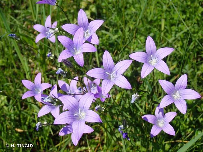 <i>Campanula patula</i> L., 1753 © H. TINGUY