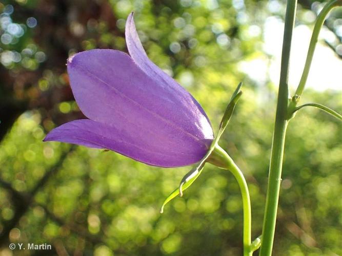 <i>Campanula persicifolia</i> L., 1753 © 