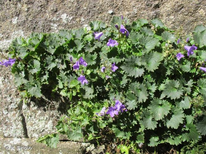 <i>Campanula portenschlagiana</i> Schult., 1819 © H. Tinguy