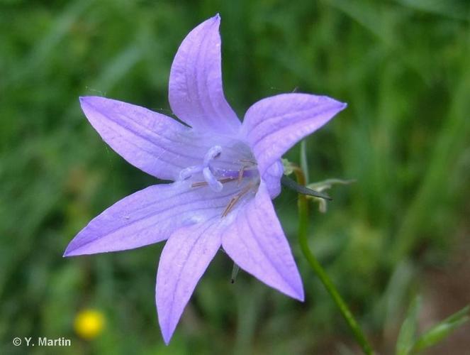 <i>Campanula rapunculus</i> L., 1753 © 