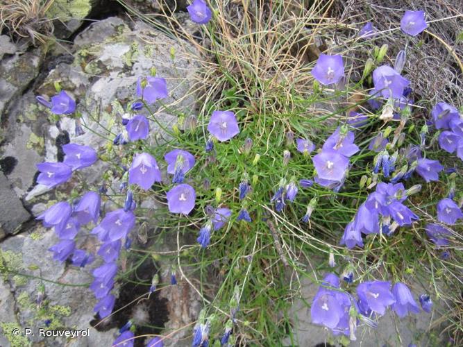 <i>Campanula rotundifolia</i> L., 1753 © P. Rouveyrol